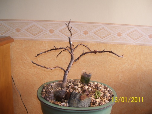 Bonsai Manzano semilla del 2007    Enero del 2011 - SARRUT