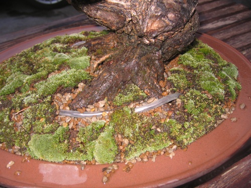 Bonsai Protección para raíces - miguel angel moreno