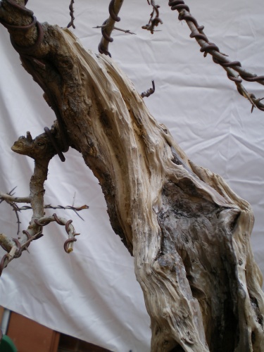 Bonsai detalle de la madera de la parte central del arbol -  xavoly
