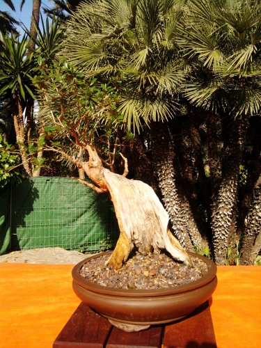 Bonsai Granado - Punica Granatum de Roberto Busquiel Galbis - ilicitano