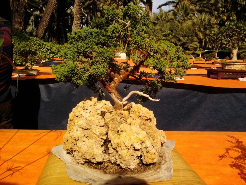 Bonsai Juniperus Chinensis del Club Bonsai Novelda - ilicitano