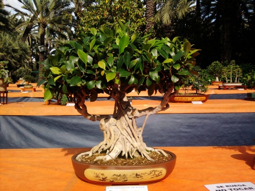 Bonsai Ficus Nitida de Rachel Martinez Pastor - ilicitano