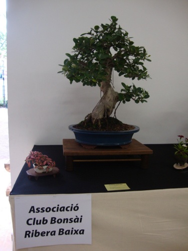 Bonsai Ficus - Bonsai Safor