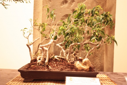 Bonsai Bosque de Ficus Natasja - Acia Bonsai