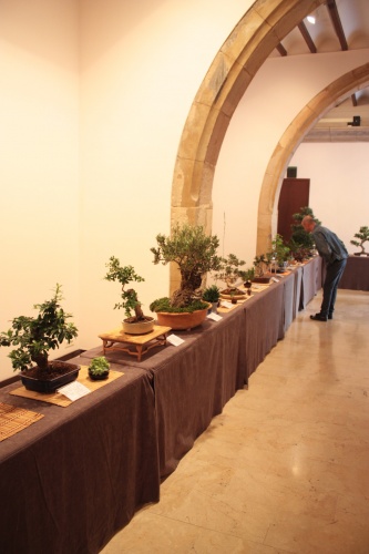 Bonsai Exposición Bonsái en la Lonja Medieval - Elche - Acia Bonsai