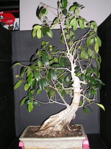 Bonsai Trasplante de Ficus - Kirise
