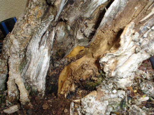 Bonsai termitas -  xavoly
