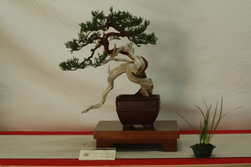 Bonsai Juniperus sabina - Cocentaina