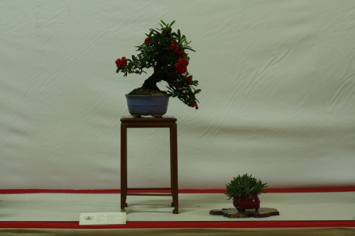 Bonsai Piracanta angustifolia - Cocentaina