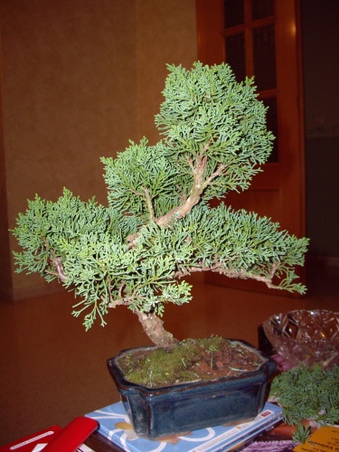 Bonsai Juniperus chiinensis - Juan Castro