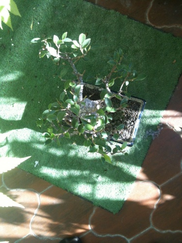 Bonsai Ficus Retusa - vfmass