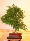 See bonsai