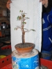 Nº 1  Ficus Retusa