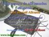 Cartel I Encuentro de aficionados al bonsai - Club Bonsai Alicante
